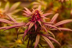 Cannabis Seeds New Brunswick A Comprehensive Guide